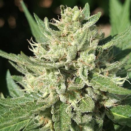 Mendo Guava Auto Outdoor'26