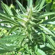 Zoapaya Auto