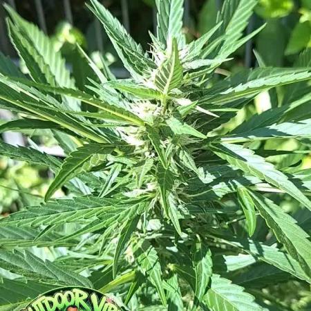 Zoapaya Auto