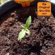 Zoapaya Auto Outdoor'26