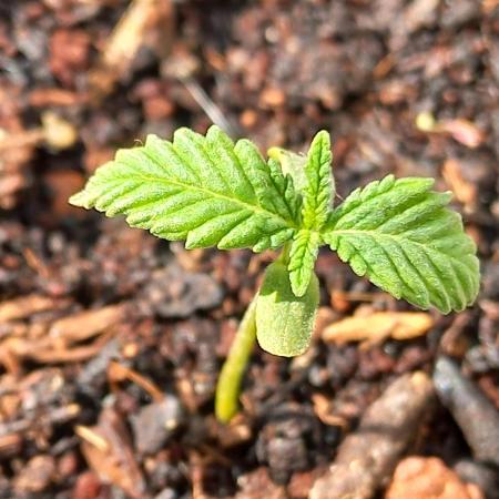 Nordkraut-seeds.eu " Blue Dream Auto "