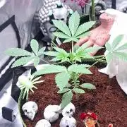 Bota Farm-The Dude
