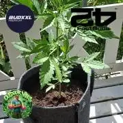 Mendo Guava Auto Outdoor'26