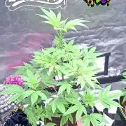 Pure Instinto-Yuzu Grape Kush