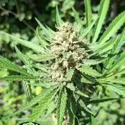 Mendo Guava Auto Outdoor'26