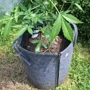 Mendo Guava Auto Outdoor'26