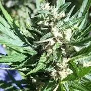 Zoapaya Auto
