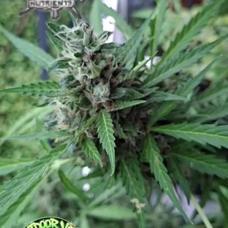 F*cked up Hippy Auto Outdoor'26