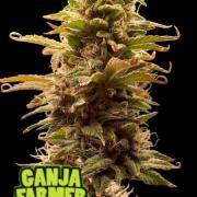 Purple Cookies Fast @ganjafarmer.de