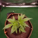 Pure Instinto " Whipped Runtz Auto "