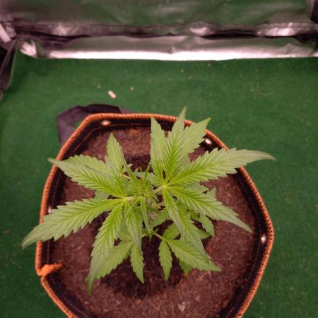 Pure Instinto " Whipped Runtz Auto "