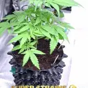 Super Strains Grand Daddy Purple