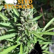 F*cked up Hippy Auto Outdoor'26