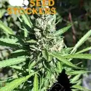 F*cked up Hippy Auto Outdoor'26
