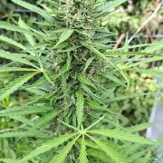 F*cked up Hippy Auto Outdoor'26