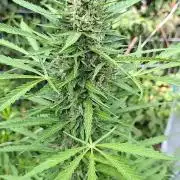 F*cked up Hippy Auto Outdoor'26