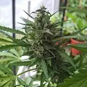 F*cked up Hippy Auto Outdoor'26