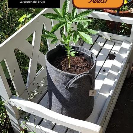 Zoapaya Auto