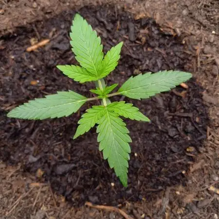 Pineapple Pulse Auto