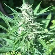 F*cked up Hippy Auto Outdoor'26