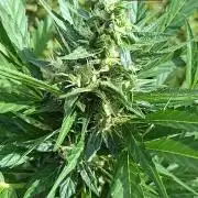 Zoapaya Auto