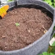 Zoapaya Auto