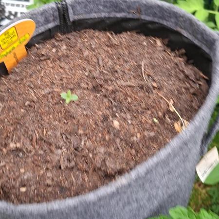 Zoapaya Auto