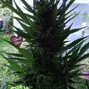 Zoapaya Auto