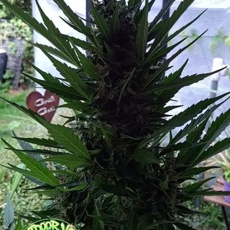 Zoapaya Auto