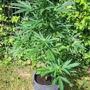 Zoapaya Auto
