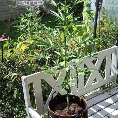 F*cked up Hippy Auto Outdoor'26
