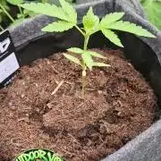 Mendo Guava Auto Outdoor'26