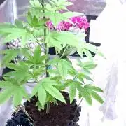 Pure Instinto-Yuzu Grape Kush