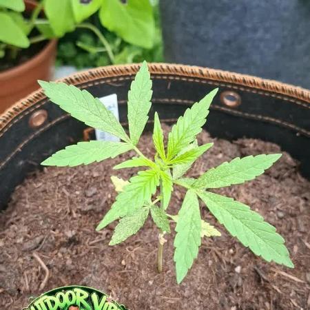 F*cked up Hippy Auto Outdoor'26