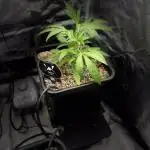 Gorilla Crinkle and Do-Si-Del