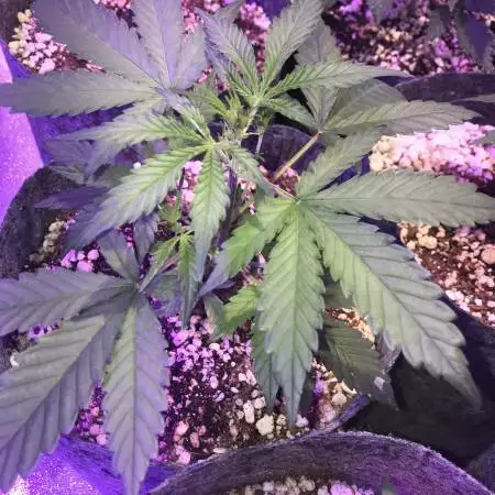 Gelato By Fastbuds