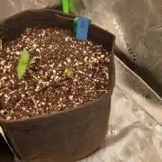 Big grow
