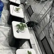 Reverse Genetics TC#11