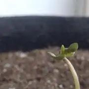 Royal Cookies 🍪 🤤