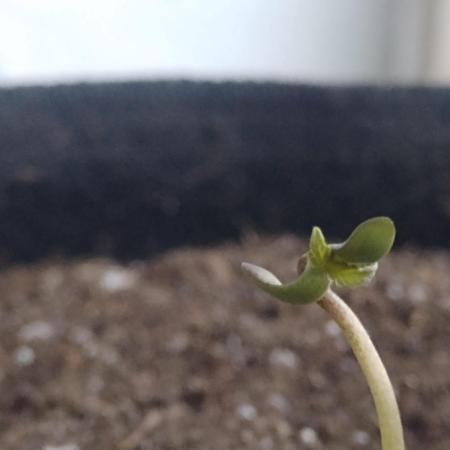 Royal Cookies 🍪 🤤