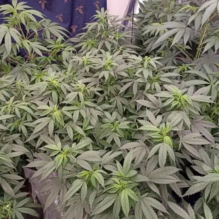 Special Kush #1