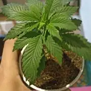 Cookies Gelato Feminized 🍪 🍦