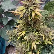 Royal Cookies 🍪 🤤