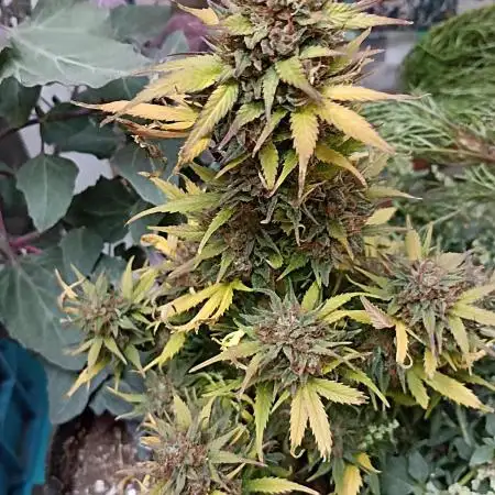 Royal Cookies 🍪 🤤