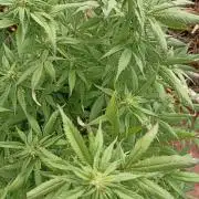 Cookies Gelato Feminized πͺ π¦