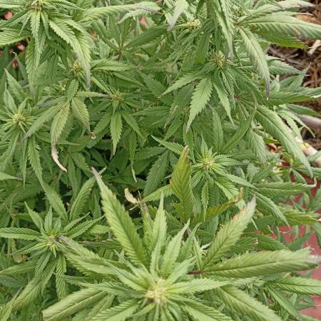 Cookies Gelato Feminized 🍪 🍦