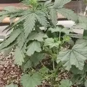 Royal Cookies 🍪 🤤