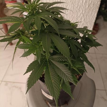 Cookies Gelato Feminized 🍪 🍦