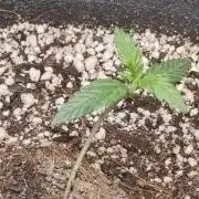 Royal Cookies 🍪 🤤