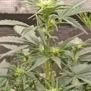 Royal Cookies 🍪 🤤